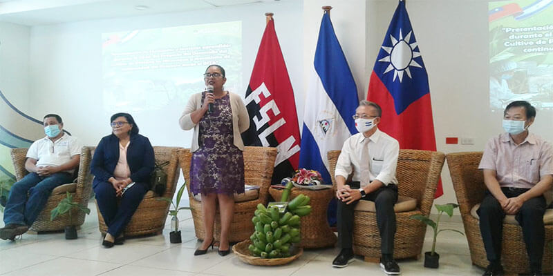 proyecto-platano-inta-taiwan